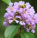 Lagerstroemia indica (Crape myrtle, Common Crapemyrtle)