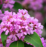 Lagerstroemia indica (Crape myrtle, Common Crapemyrtle)