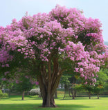 Lagerstroemia indica, Purple  (Crape myrtle, Common Crapemyrtle)