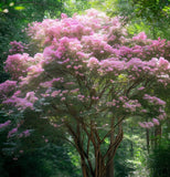 Lagerstroemia indica, Purple  (Crape myrtle, Common Crapemyrtle)