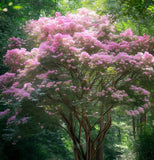 Lagerstroemia indica (Crape myrtle, Common Crapemyrtle)