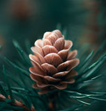 Larix gmelinii (Dahurian Larch)