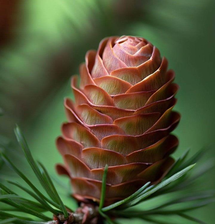 Larix laricina (americana) (American Larch, Tamarack) – MySeedsCo