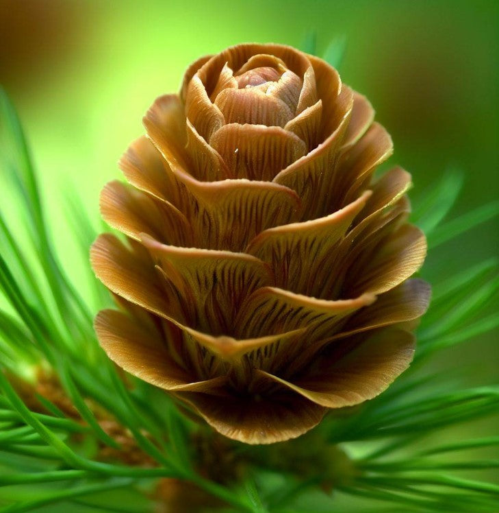 Larix laricina (americana) (American Larch, Tamarack) – MySeedsCo