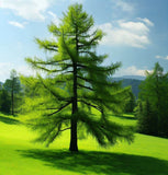 Larix laricina (americana) (American Larch, Tamarack)