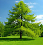 Larix laricina (americana) (American Larch, Tamarack)