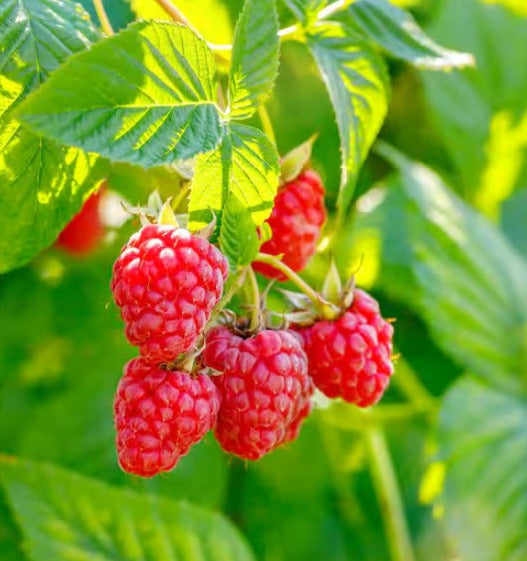 Latham Red Raspberry Plants (Bare Roots) – MySeedsCo