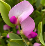 Lathyrus maritima (Beach Pea, Heath Pea)