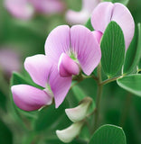 Lathyrus maritima (Beach Pea, Heath Pea)