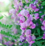 Lathyrus maritima (Beach Pea, Heath Pea)