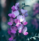 Lathyrus maritima (Beach Pea, Heath Pea)