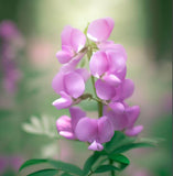 Lathyrus maritima (Beach Pea, Heath Pea)