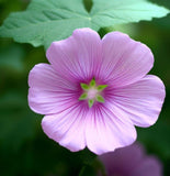 Lavatera trimestris (Tree Mallow)