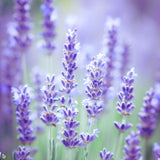 Lavender, Italian  (Lavandula angustifolia)