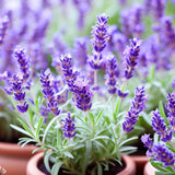 Lavender, Italian  (Lavandula angustifolia)