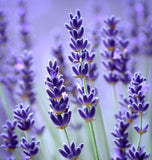 Lavender, Vera (True Lavender) (Lavandula angustifolia)
