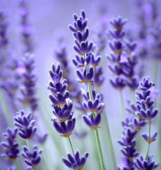 lavender true plant Lavender, Vera (True Lavender) (Lavandula angustifolia) – MySeedsCo