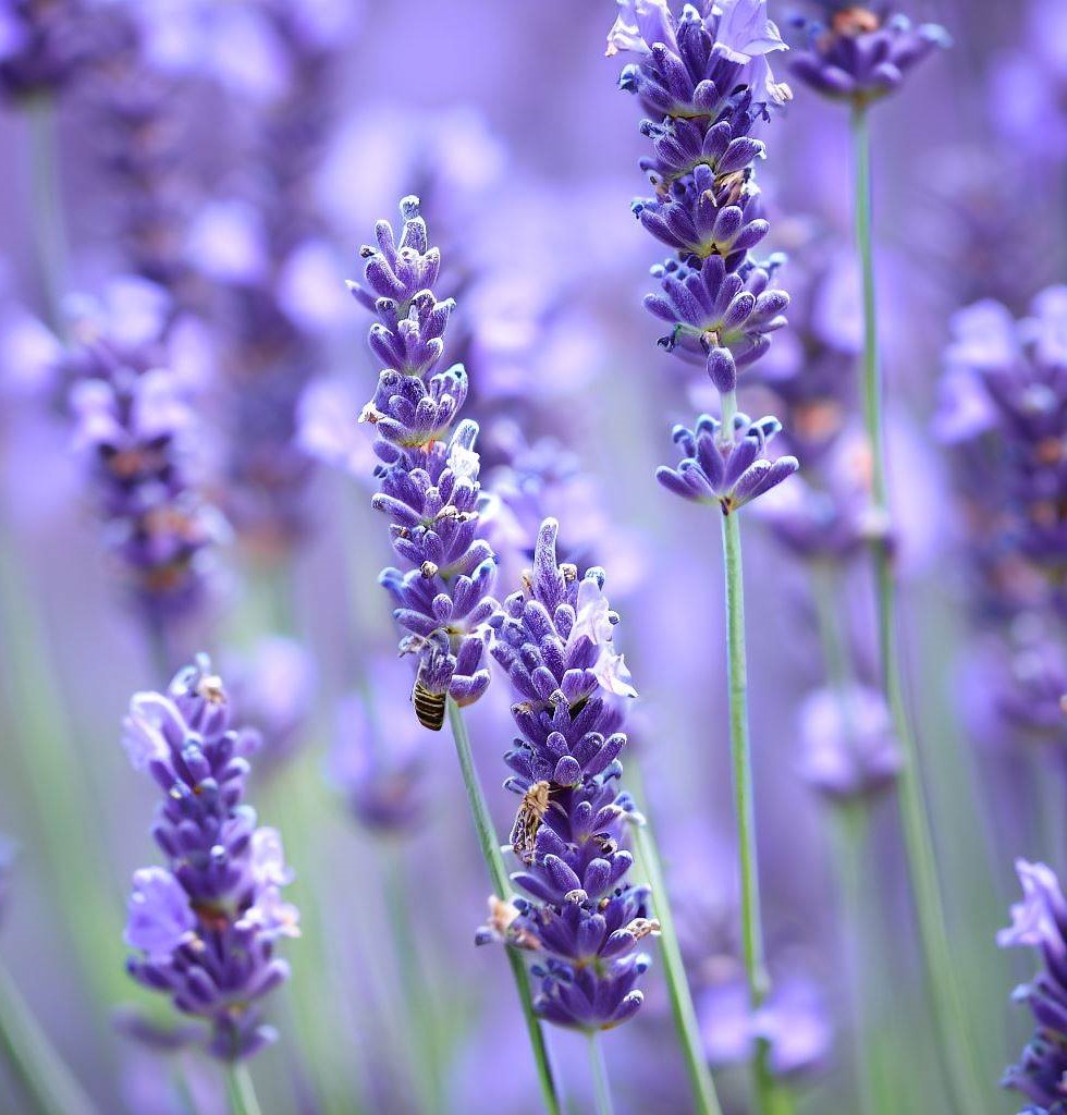 vera lavender plants Lavender, Vera (True Lavender) (Lavandula angustifolia) 4 Grams (~3000 Seeds)