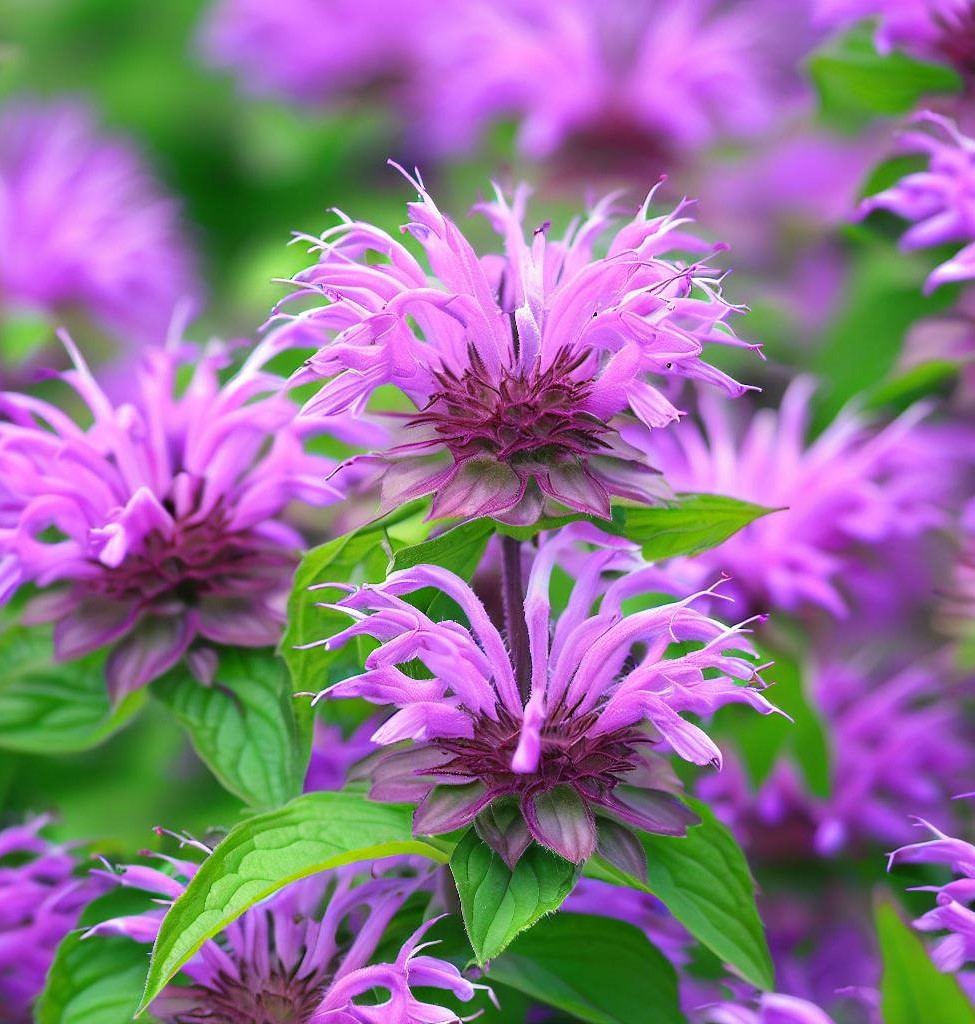Lemon Mint (Monarda citriodora) – MySeedsCo