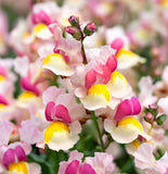 Linaria maroccana 'Fairy Bouquet'  (Spurred Snapdragon, Dwarf Mixed, Fairy Bouquet)