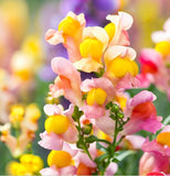 Linaria maroccana 'Fairy Bouquet'  (Spurred Snapdragon, Dwarf Mixed, Fairy Bouquet)