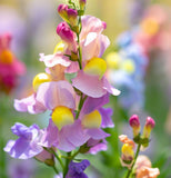 Linaria maroccana 'Northern Light' (Spurred Snapdragon,Tall Mixed, Northern Light)