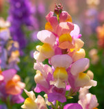 Linaria maroccana 'Northern Light' (Spurred Snapdragon,Tall Mixed, Northern Light)