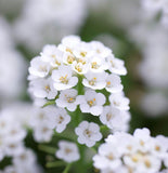 Lobularia Maritima, Alyssum Maritimum (Sweet Alyssum, Tall White)