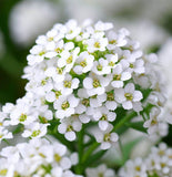 Lobularia Maritima, Alyssum Maritimum (Sweet Alyssum, Tall White)