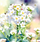 Lobularia Maritima, Alyssum Maritimum (Sweet Alyssum, Tall White)