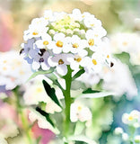 Lobularia Maritima, Alyssum Maritimum (Sweet Alyssum, Tall White)