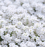 Lobularia Maritima 'Carpet of Snow' (Sweet Alyssum, Dwarf White - Carpet of Snow)