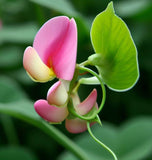 Lotus tetragonolobus (Squarepod Deervetch)