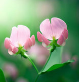 Lotus tetragonolobus (Squarepod Deervetch)