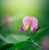 Lotus tetragonolobus (Squarepod Deervetch)