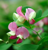 Lotus tetragonolobus (Squarepod Deervetch)