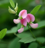 Lotus tetragonolobus (Squarepod Deervetch)