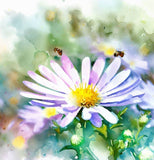 MACHAERANTHERA tanacetifolia (Prairie Aster)