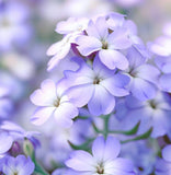 MALCOLMIA maritima (Virginia Stock)