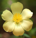 MENTZELIA lindleyi (Blazing Star)