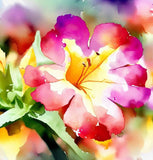 MIRABILIS jalapa (Four O'Clock, Broken Colors) - Bicolor Mix