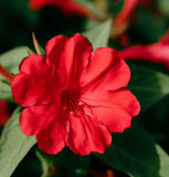 MIRABILIS jalapa (Four O'Clock, Red)