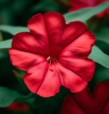 MIRABILIS jalapa (Four O'Clock, Red)