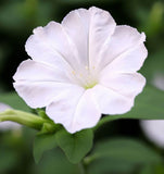 MIRABILIS jalapa (Four O'Clock, White)