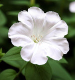 MIRABILIS jalapa (Four O'Clock, White)