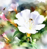 MIRABILIS jalapa (Four O'Clock, White)