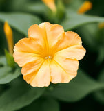 MIRABILIS jalapa (Four O'Clock, Yellow)