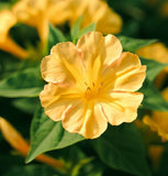 MIRABILIS jalapa (Four O'Clock, Yellow)