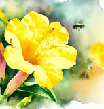 MIRABILIS jalapa (Four O'Clock, Yellow)