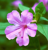 MIRABILIS multiflora (Four O'Clock, Wild)